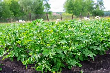 Potato plantations are growing in the field. Landscape with farmland
