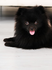 Black Pomeranian dog cute pets happy in home.