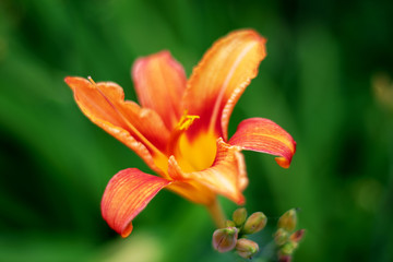 Fototapeta premium Bright orange lily flowers in a sunny garden