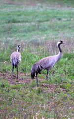 Crane pair walking