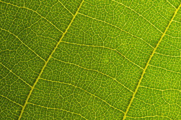 Green leaves background. Leaf texture. close up green leaf texture. Macro close-up of green leaf, Green leaf background texture. 