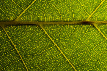 Green leaves background. Leaf texture. close up green leaf texture. Macro close-up of green leaf, Green leaf background texture. 