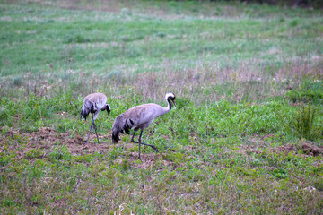 Crane pair walking