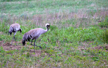Crane pair walking