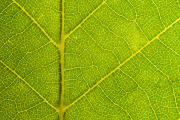 Green leaves background. Leaf texture. close up green leaf texture. Macro close-up of green leaf, Green leaf background texture. 