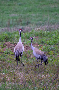 Naklejki Crane pair walking