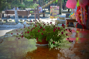 summer cafe stone table flower pot rest