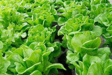 Close up view of green oaks lettuce in hydroponic farm. One of famous vegetable in salad dish. Nutrient and Health Benefits having a lot of Vitamin for human life. Healthy food concept.