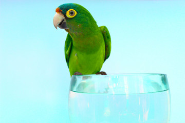 parakeet in a glass observing its sides