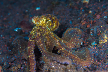 Octopus walking along the ocean floor with macro lens
