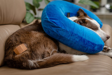 Cute Border Collie dog  on a couch, wearing blue inflatable collar