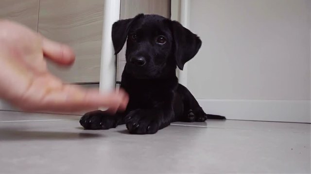 A black labrador retriever puppy interacting with the hand of his master