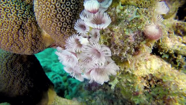 Diving the Ocean. Close up of feather duster worm as a part of the coral reef.