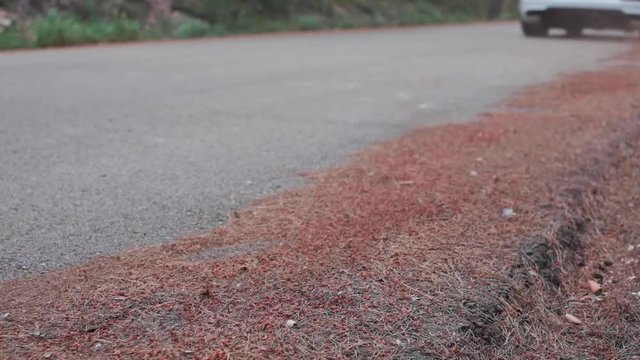 Flying leafs on the road in slow motion while a car pass near them.