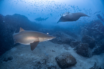 Fototapeta premium A grey nurse shark swimming with mantaray in blue water