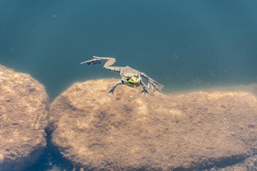 green frog relaxing in the water