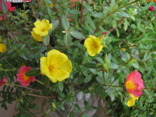 yellow flowers in garden