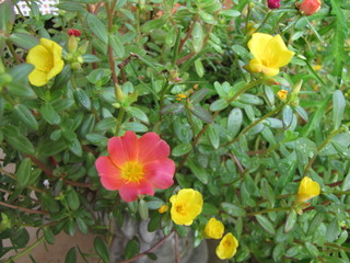 red flowers in the garden