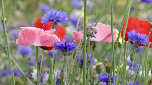 Blue Cornflower and red corn poppy in the flower field in summer
