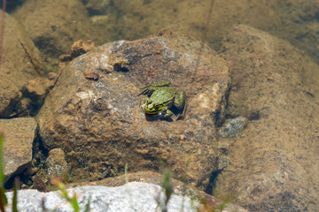 green frog sitting on a rock