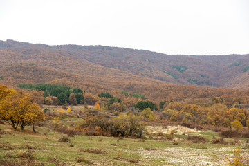 Obraz premium Hill and trees in autumn