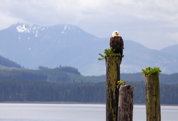 bald eagle