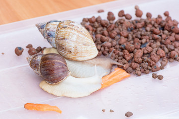Two beautiful brown Achatina snails with a spiral shell crawling on the table and eating carrots close-up
