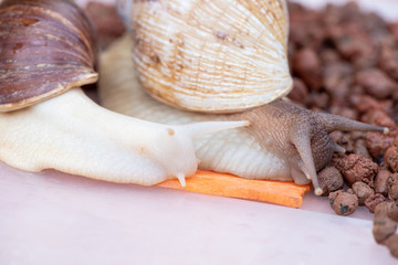 Two beautiful brown Achatina snails with a spiral shell crawling on the table and eating carrots close-up