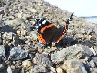 a butterfly with black and orange wings sits on small wings on the seashore. summer