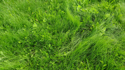 green grass. summer on the lawn