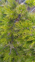 Fototapeta premium branch of a tree