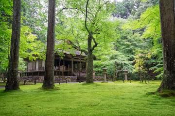 京都　三千院の日本庭園　新緑