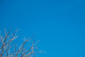 Dried branches with green sky background, copy space for text.