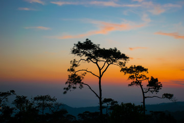 Fototapeta na wymiar silhouette concept; Golden sky background, twilight sky after sunset.