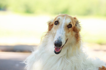 Fototapeta premium Dog breed Russian hound greyhound