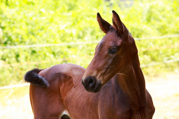 Pedigree beautiful horse