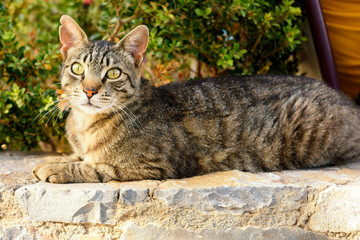 Beautiful colorful cat is lying on a white stone