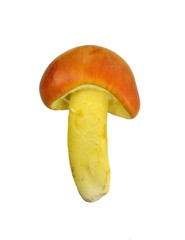 Fototapeta premium Close up of Amanita Caesarea Mushrooms, also known as Caesars Mushroom isolated on white. In France known as Roi de Champignons. 