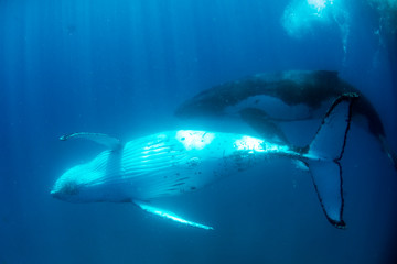 A humpback whale swimming close by under the water in blue water
