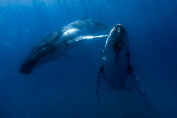 A humpback whale swimming close by under the water in blue water