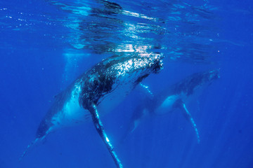 A humpback whale swimming close by under the water in blue water