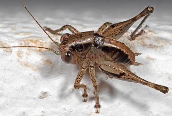 Macro Photo of Brown Cricket Insect on White Floor
