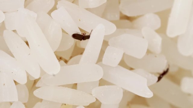 Bugs or Moth in raw rice, pest, snout beetles, insects that eat and destroy raw rice. 