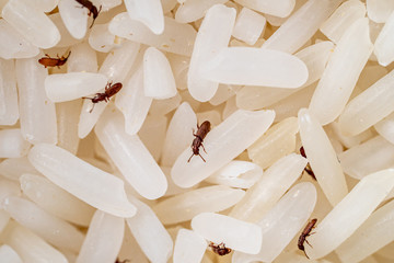 Bugs or Moth in raw rice, pest, snout beetles, insects that eat and destroy raw rice. 