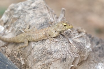 Chameleon sitting on the stump