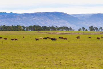 countryside landscape in the mountains with cows grazing