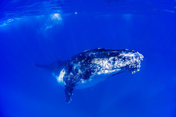 A humpback whale swimming close by under the water in blue water