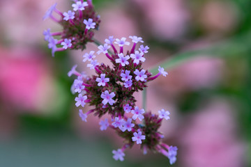 Vervain plant in blossom, Verbena Verbenaceae, shallow depth of the field