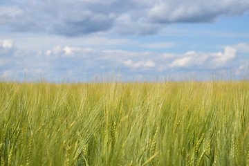 green wheat field