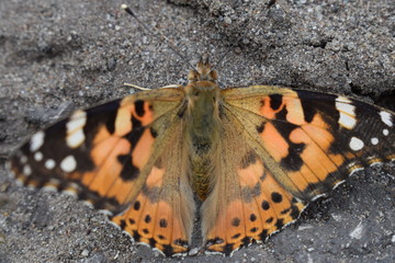 butterfly
